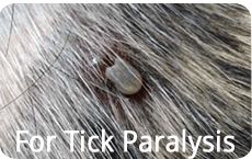 tick paralysis