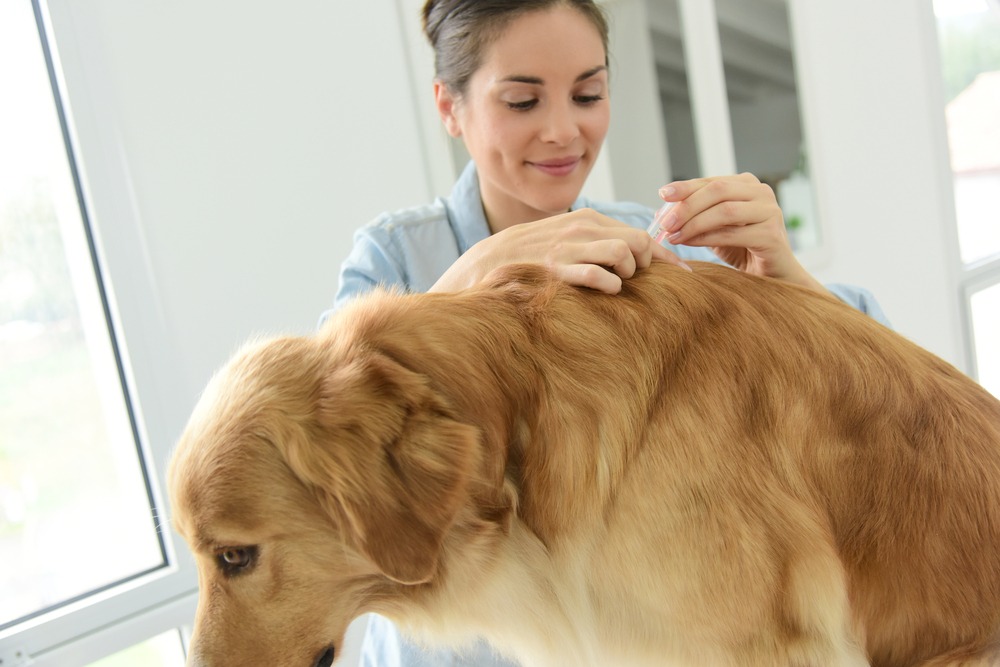 Female vet smiling and removing tick from golden labradore fur