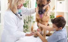 Veterinary & kid holding broken leg og Pet dog