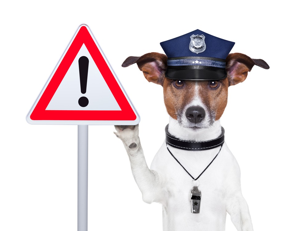 Pet Dog weraing Police hat holding a warning sign