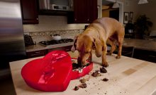 Brown pet dog eating chocolates from red box