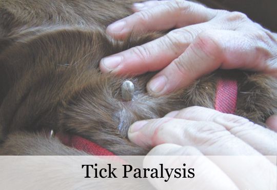 An Overview Of Tick Paralysis - Symptoms, Treatment And Prevention