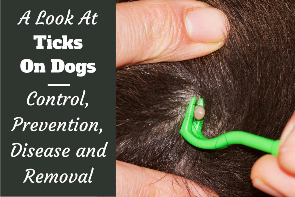 Ticks-on-dogs-control-prevention-removal