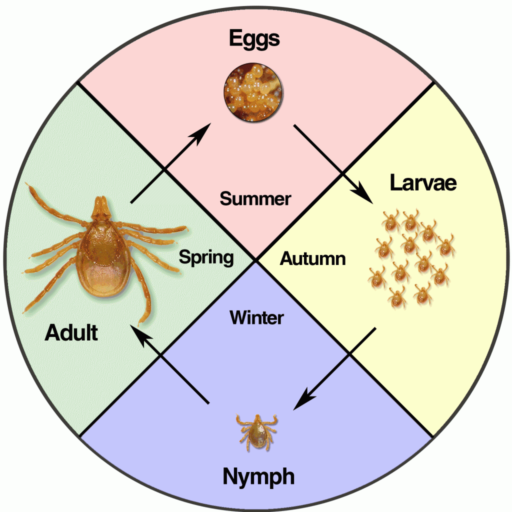 Tick Life cycle