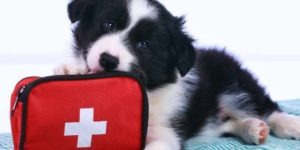 Pet Emergency vet